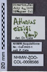 Etiketten zu Athous essigi (NHMW-ZOO-COL-0008566)